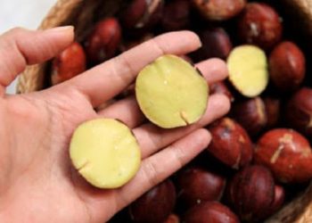 Dibalik Rasanya Yang Membuat Ketagihan, Ternyata Jengkol Juga Bisa menjadi Racun Yang Mematikan